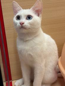 Domestic Short hair