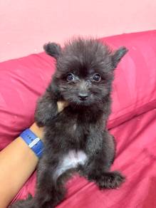 pompoo puppie