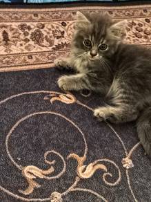 A smart cat that brings good fortune🔮
