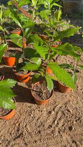 Anak pokok sand paper vine