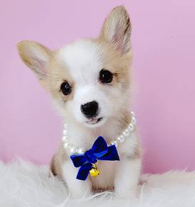 Corgi Welsh