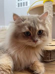 BLH Cat for Sale