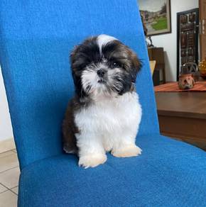 Adorable Shih Tzu Puppy Available – KL & JB