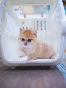 BSH British Shorthair Kitten Male - Kuma