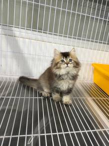 British longhair kitten