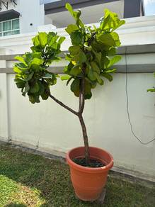 Plant for sales