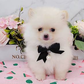 Pomeranian