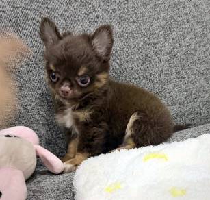 CHIHUAHUA PUPPIES 218 🌷Head Apple Cute Dog