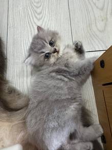 Kucing blh