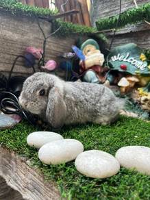 Holland lop