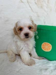 Maltipoo