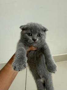 BSH & Scottish Kitten Anak Kucing