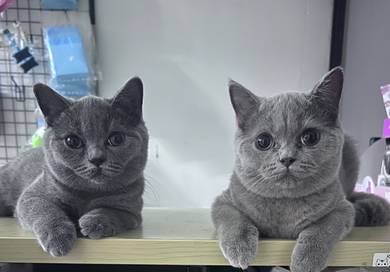 Bsh kitten