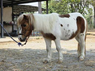 Miniature Horse 