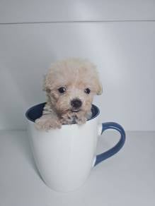 super small teacup poodle puppy dog
