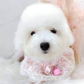 Poodle