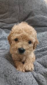 Toy Poodle Puppy