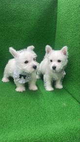 Westie Male n Female Puppies GM-1