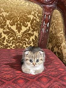 Scottish fold