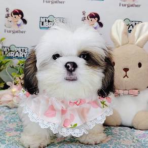 Shih Tzu