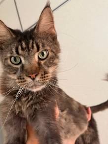Mainecoone cat