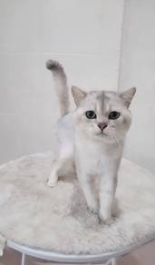BSH British shorthair Male Silver Shaded CLEARENCE
