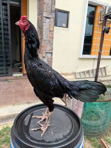 ayam Pama Jalan