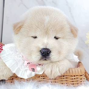 Chow Chow