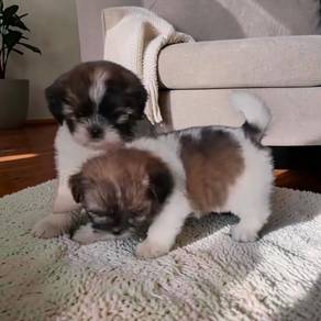 Shih tzu 