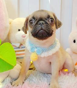 Pug