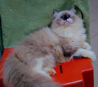 Ragdoll Cat Mating