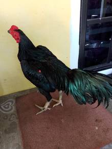 Ayam Pakoy