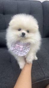 Pomeranian male Puppy Cream White M-293