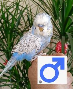 English Budgie