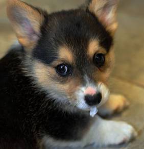Doll-like Corgi Long Body Short Legs Dog Dog
