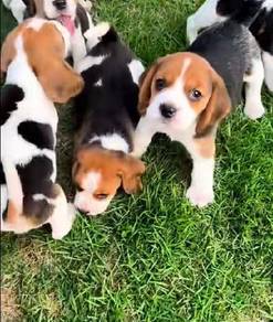 beagle g