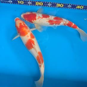 Koi Fish for sale - Beautiful color! 