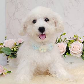 Maltipoo
