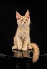 Maine Coon
