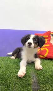 Border collie tri color mka microchip