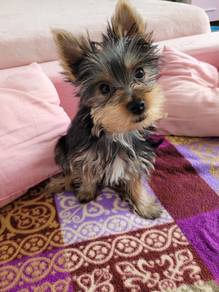 T3409 Borky Silkese Long Hair Small Puppy Baby Dog