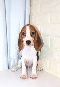 J0692 Beagle Cute Big Eyes Tricolor Puppy