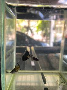 Metal black snakeskin guppy