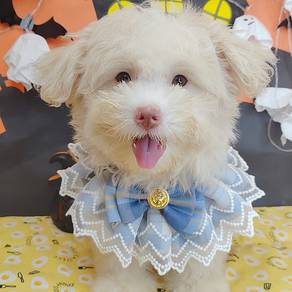 Maltipoo