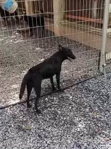 Belgian shepherd Malinois black color