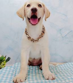 Labrador Retriever