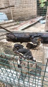 burung murai