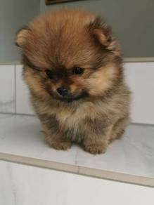 G1655 Dreamy Pomeranian Teddy Bear Dog Cute Fluffy