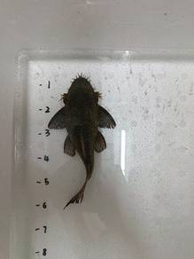 Bristlenose Pleco
