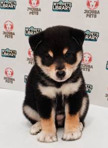 i10 Lovely Shiba Dog